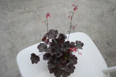 ヒューケラ　‘スワーリングファンタジー’