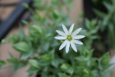 シコタンハコベ