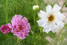 八重咲きのコスモス