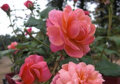 ‘プリ・ＰＪ・ルドゥーテ’