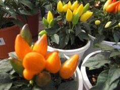 観賞用　ナンバン