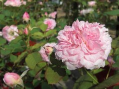 ‘オールゾラ　スピノーラ’