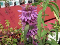 ハーブ　ベルガモット