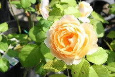 ‘ジュリエット・グレコ’