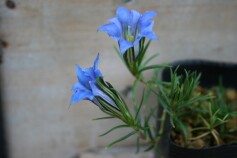 ゲンチアナ・テルニフォリア