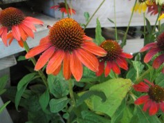 エキナセア（エキナケア）