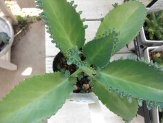 コダカラソウ（子宝草）