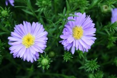 ユウゼンギク（友禅菊）