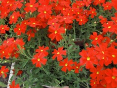 サンブリテニア