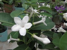 マダガスカルジャスミン