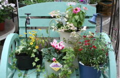 秋の寄せ植えと花の管理講習会