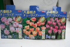 八重咲きチューリップの球根