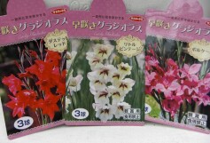 グラジオラスの球根