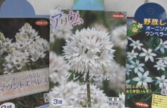 ホワイトガーデンの球根