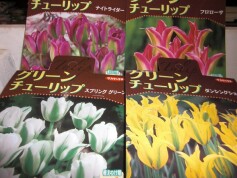 グリーンチューリップの球根