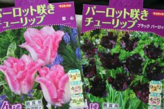 パーロット咲き　チューリップ