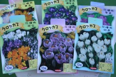 クロッカスの球根