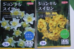 ジョンキルスイセン