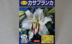 入荷のおしらせ！✩球根