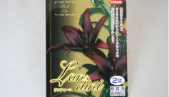 入荷のおしらせ！✩球根