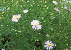 クジャクアスター