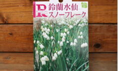 入荷のおしらせ！✩球根