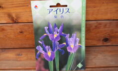 入荷のお知らせ！✩球根