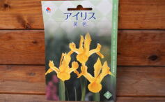 入荷のお知らせ！✩球根