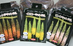 入荷のお知らせ！✩球根