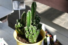 セレウス・サボテン