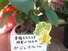 ニンジンガジュマル