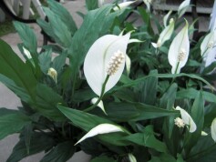 スパティフィラム