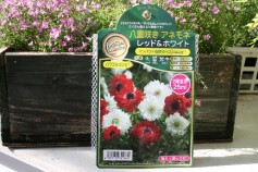 八重咲きアネモネ