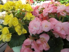 エラチオールベゴニア