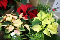 ポインセチア