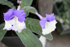 またまた咲きました。