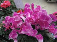 シクラメン‘オーロラ’