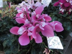 シクラメン‘冬桜’