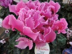 可愛いピンクのシクラメン