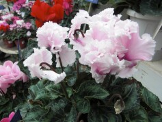 シクラメン　あげは®シリーズ