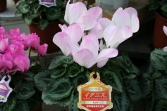 シクラメン　イグニスⓇ‘うつりピンク’