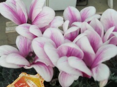 シクラメン　イグニスⓇ‘ライラックバイカラー’