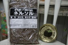 ネルソルが入荷しました。