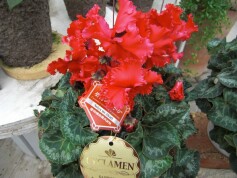 シクラメン‘聖夜のあかり’