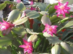 ‘コンペイトウ‘