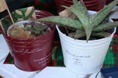 ナチュラルブリキポット