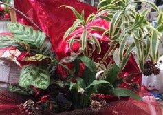 ラッピングで観葉植物をゴージャスに！