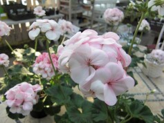 移り色ゼラニューム