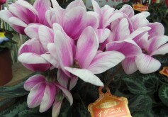 シクラメンもお得！