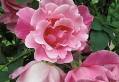 スタッフＮより